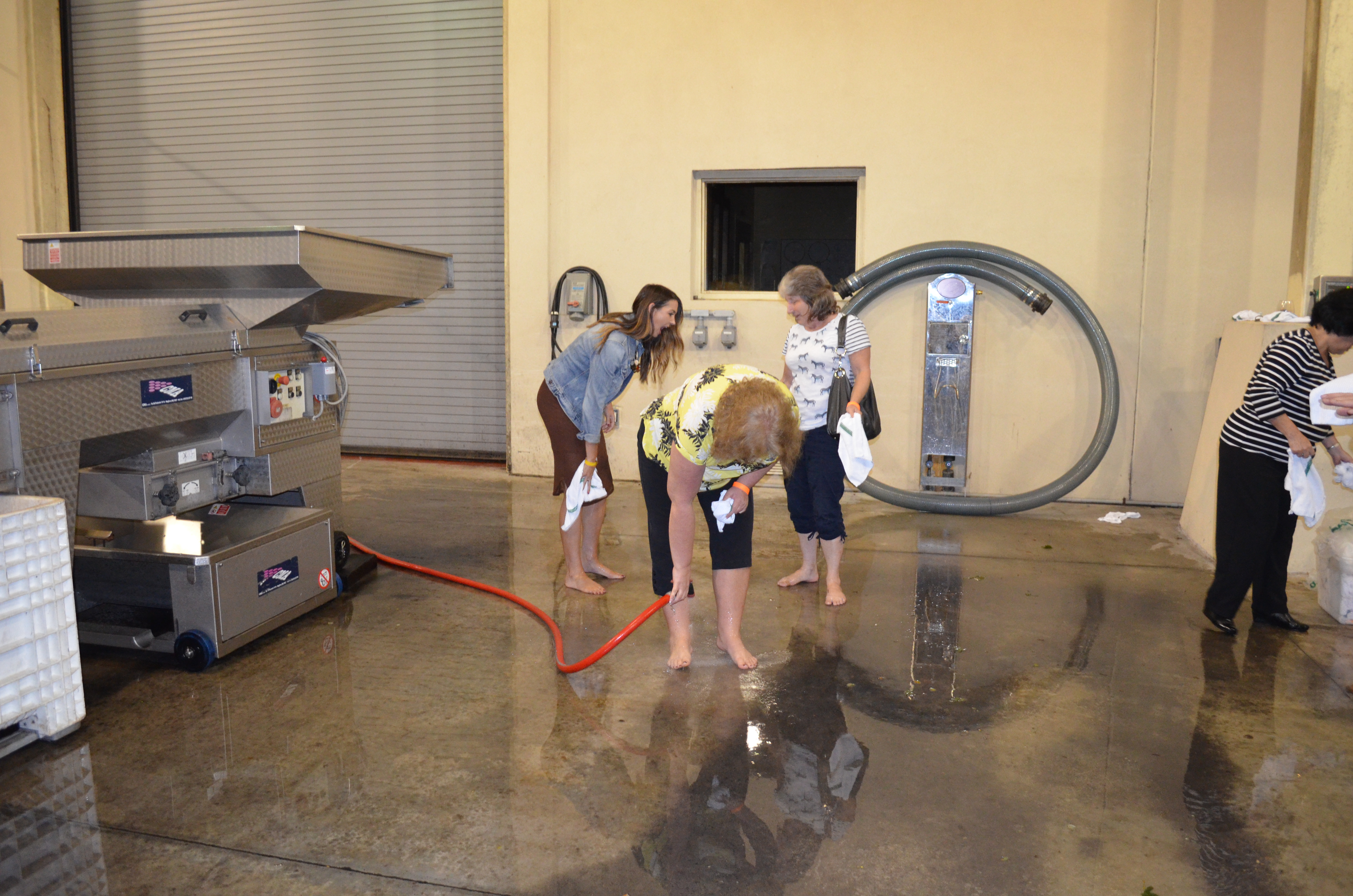 ./2015/23 - Grape Stomp/DSC_0649.JPG